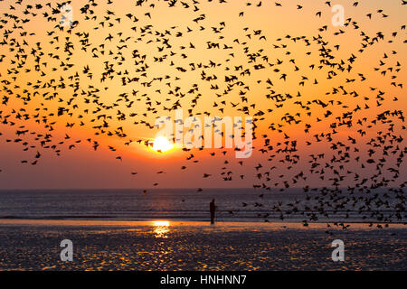 Blackpool, Lancashire, Regno Unito. Xiii Febbraio, 2017. Regno Unito Meteo. Migliaia di storni scendere su per la spiaggia soleggiata sul lungomare di Blackpool. Questa spettacolare murmuration può essere visto solo a una manciata di siti in tutto il territorio continentale del Regno Unito. Fino a 40.000 uccelli arrivano al North Pier di Blackpool ogni sera a roost sotto le travi in stile vittoriano del famoso molo. Credito: Mediaworld Immagini/Alamy Live News Foto Stock