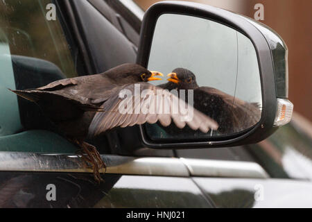 14 feb 2017. Questo maschio Blackbird (Turdus merula) è stato avvistato di attaccare la propria riflessione in una vettura specchietto laterale in East Sussex. Anche se può essere il giorno di San Valentino per alcuni, questo uccello quasi certamente pensava fosse un rivale maschio a contendersi con. Credito: Ed Brown/Alamy Live News Foto Stock