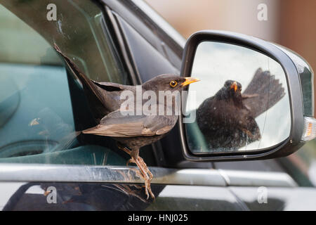 14 feb 2017. Questo maschio Blackbird (Turdus merula) è stato avvistato di attaccare la propria riflessione in una vettura specchietto laterale in East Sussex. Anche se può essere il giorno di San Valentino per alcuni, questo uccello quasi certamente pensava fosse un rivale maschio a contendersi con. Credito: Ed Brown/Alamy Live News Foto Stock