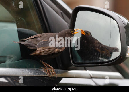 14 feb 2017. Questo maschio Blackbird (Turdus merula) è stato avvistato di attaccare la propria riflessione in una vettura specchietto laterale in East Sussex. Anche se può essere il giorno di San Valentino per alcuni, questo uccello quasi certamente pensava fosse un rivale maschio a contendersi con. Credito: Ed Brown/Alamy Live News Foto Stock