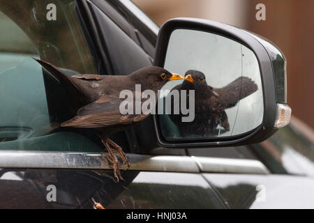 14 feb 2017. Questo maschio Blackbird (Turdus merula) è stato avvistato di attaccare la propria riflessione in una vettura specchietto laterale in East Sussex. Anche se può essere il giorno di San Valentino per alcuni, questo uccello quasi certamente pensava fosse un rivale maschio a contendersi con. Credito: Ed Brown/Alamy Live News Foto Stock