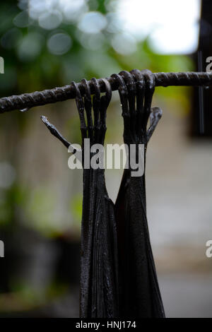 Close-up di bat artigli. Grande bat appendere fuori coffee shop al dal Tempio Tanah Lot, Occidentale di Bali. Foto Stock