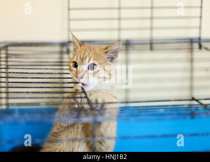 Rosso gatto cercando come egli svolge attraverso le sbarre della sua gabbia. Foto Stock