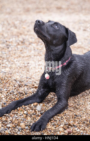 Il Labrador nero cane sulla spiaggia Foto Stock