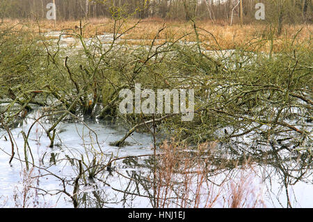 Gli alberi e gli arbusti di palude affondò Foto Stock