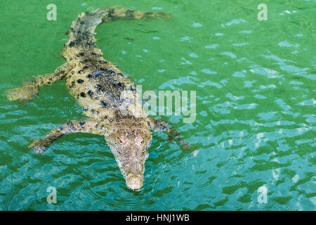 Crocodile nuotare nel fiume Nera, Giamaica Foto Stock