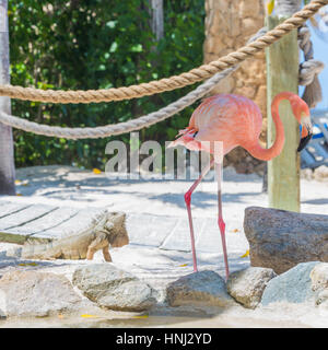Il fenicottero e Iguana sulla spiaggia di Aruba. Flamingo Beach Foto Stock