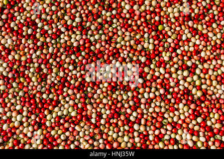 Mature e frutti immaturi Cranberries flottante in una torbiera. Foto Stock