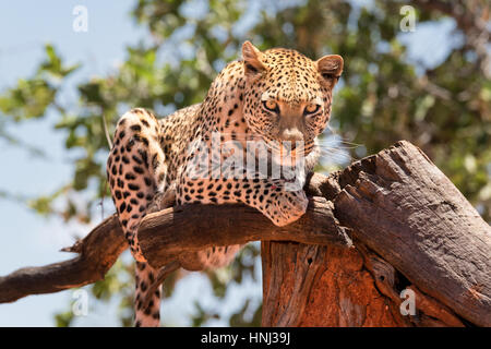 Un leopardo di riposo in una posizione elevata, con lo sguardo verso il basso e verso la telecamera, in Namibia. Foto Stock