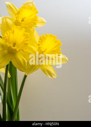 Mazzo di narcisi su sfondo bianco Foto Stock