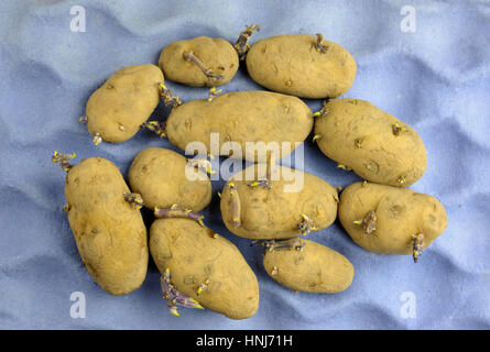 "Chitting' o la germogliazione tuberi seme di patate su un re-utilizzati imballaggi in cartone vassoio pronto per la semina primaverile. Varietà Arran pilota un primo inizio di patata bianca. Foto Stock