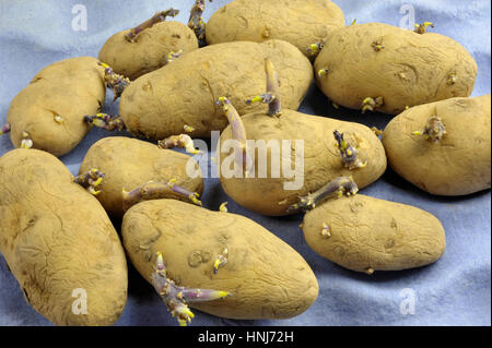 "Chitting' o la germogliazione tuberi seme di patate su un re-utilizzati imballaggi in cartone vassoio pronto per la semina primaverile. Varietà Arran pilota un primo inizio di patata bianca. Foto Stock