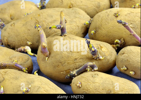 "Chitting' o la germogliazione tuberi seme di patate su un re-utilizzati imballaggi in cartone vassoio pronto per la semina primaverile. Varietà Arran pilota un primo inizio di patata bianca. Foto Stock