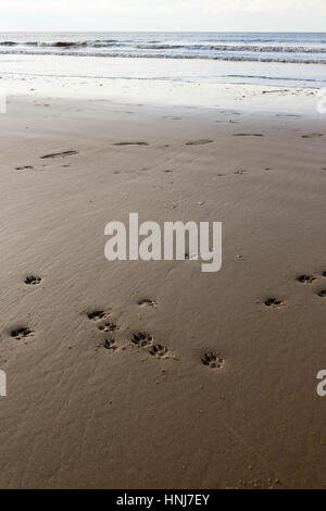 Impronte sulla spiaggia. Foto Stock