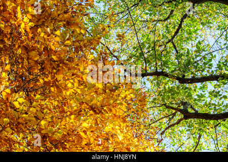 Raccolta di bellissimi colori d'Autunno foglie / verde, giallo, arancione, rosso Foto Stock