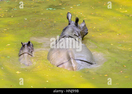 Rinoceronte con giovani in Chitwan Nationalpark, Nepal Foto Stock