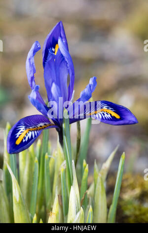 Unico fiore della fioritura invernale lampadina nana, Iris reticulata "Harmony". Foto Stock