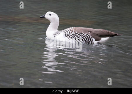 L'Oca di Upland (l'Oca di Magellan) maschio che nuota nel Parco Nazionale di Torres del Paine (Chloephaga picta) Foto Stock