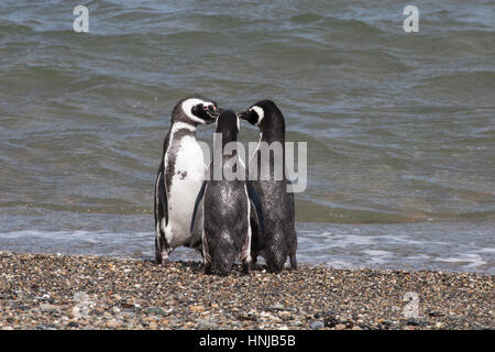 Il pinguino Magellanico si trova sulla riva del mare, presso la colonia di seno Otway in Patagonia, Cile Foto Stock