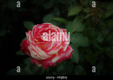 Il rossore bocciolo di rosa Foto Stock