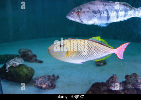 Luce di coda rossa pesci balestra Xanthichthys mento si trovano in Messico e sono territoriali. Foto Stock