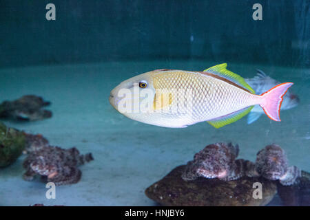 Luce di coda rossa pesci balestra Xanthichthys mento si trovano in Messico e sono territoriali. Foto Stock