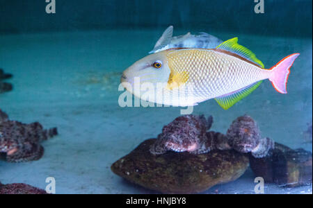 Luce di coda rossa pesci balestra Xanthichthys mento si trovano in Messico e sono territoriali. Foto Stock