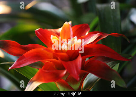 Bromeliad di Guzmania sp. è un membro di monocotiledone piante fiorite. Foto Stock