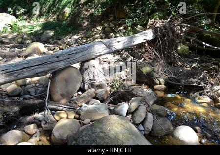 Albero caduto la formazione di ponte attraverso il fiume nella savana Australiana Foto Stock