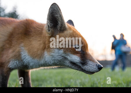 Urban volpe (Vulpes vulpes) nel parco in luce diurna, con persona. Affamato animale zoppo cerca gli alimenti durante il pomeriggio in Bute Park, Cardiff Wales, Regno Unito Foto Stock