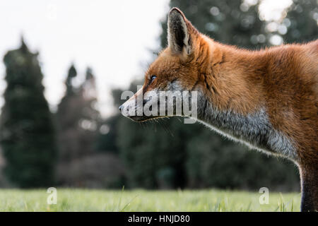 Urban volpe (Vulpes vulpes) nel parco in luce diurna, nel profilo. Affamato animale zoppo cerca gli alimenti durante il pomeriggio in Bute Park, Cardiff Wales, Regno Unito Foto Stock