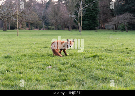 Urban volpe (Vulpes vulpes) sull'erba nel parco in luce diurna. Affamato animale zoppo cerca gli alimenti durante il pomeriggio in Bute Park, Cardiff Wales, Regno Unito Foto Stock