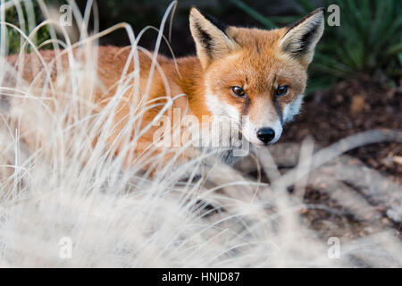 Urban volpe (Vulpes vulpes) in posizione di parcheggio in condizioni di luce diurna. Affamato animale zoppo cerca gli alimenti durante il pomeriggio in Bute Park, Cardiff Wales, Regno Unito Foto Stock