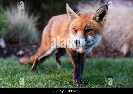 Urban volpe (Vulpes vulpes) in posizione di parcheggio in condizioni di luce diurna. Affamato animale zoppo cerca gli alimenti durante il pomeriggio in Bute Park, Cardiff Wales, Regno Unito Foto Stock