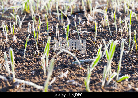 Agricoltura campo durante il primo gelo. Germogli verdi di grano ricoperta di brina mattutina e fotografati di close-up. La stagione autunnale. Piccole profondità di fi Foto Stock