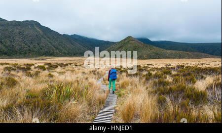 Escursionista sul sentiero attraverso la terra di paludi, Pouakai circuito, Egmont National Park, Taranaki, Isola del nord, Nuova Zelanda Foto Stock