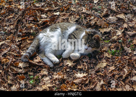 Di piccole dimensioni e di colore bianco e marrone gattino laminazione morti in foglie di autunno Foto Stock