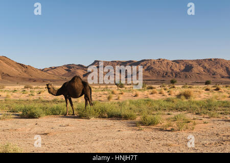 Il cammello arabo, Camelus dromedarius, vicino Ouzina, Marocco Foto Stock