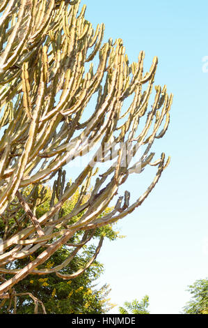 Enorme cactus filiali in West Tsavo Park in Kenya Foto Stock