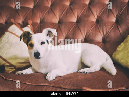 Jack Russell Terrier giacente su un sontuoso divano stile barocco. Foto Stock