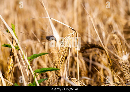 Campo agricolo su cui crescere ingiallito erba, che è quasi pronto per la mietitura, close-up Foto Stock