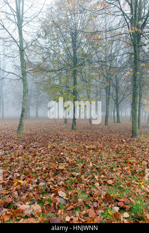 Alberi che crescono nel Parco in autunno in una piccola nebbia. Il fogliame di un acero caduto a terra e lo scuro tronchi di piante. Foto Stock
