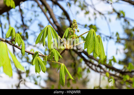 Il verde delle foglie di castagno Foto Stock