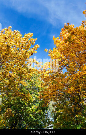 Ingiallito alberi di acero in autunno Foto Stock