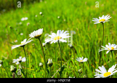 Fiori di camomilla close-up Foto Stock