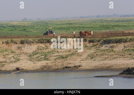 Il contrasto tra i vecchi metodi di allevamento, utilizzando i buoi contro moderno utilizzo del trattore lungo il fiume Irrawaddy in Myanmar (Birmania). Foto Stock