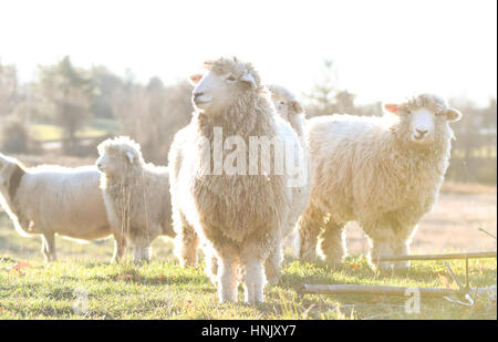 Un gregge di pecore in un campo nella luce del mattino Foto Stock