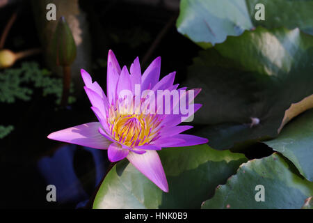 Un fiore di Ninfaea sp. Foto Stock