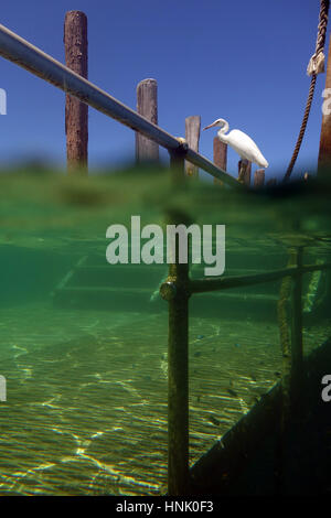 Airone bianco pesca al largo molo, Isola Verde, Great Barrier Reef Marine Park, vicino a Cairns, Queensland, Australia. N. PR Foto Stock