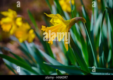 Molla gialla narcisi Foto Stock